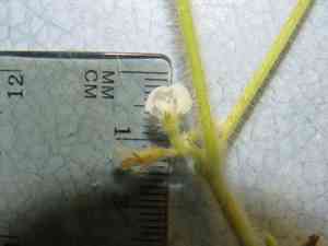 Soybean(Glycine max)