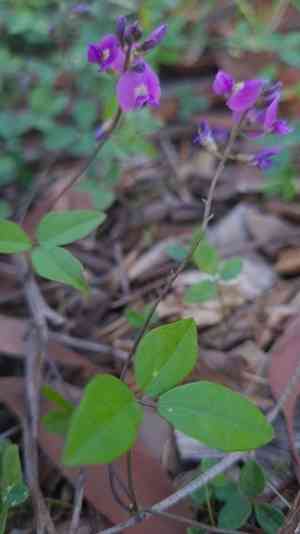 Variable glycine(Glycine tabacina)