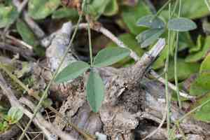 Variable glycine(Glycine tabacina)