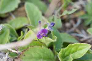 Variable glycine(Glycine tabacina)