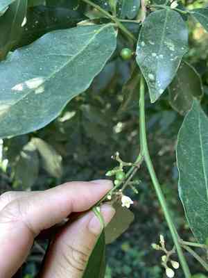 Chinese glycosmis(Glycosmis parviflora)