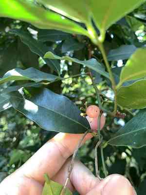 Chinese glycosmis(Glycosmis parviflora)