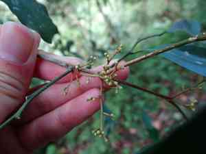 Chinese glycosmis(Glycosmis parviflora)