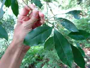 Chinese glycosmis(Glycosmis parviflora)