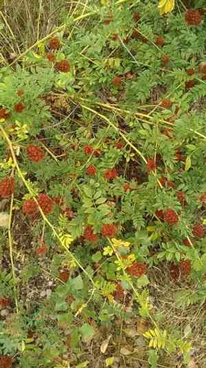 Chinese licorice(Glycyrrhiza echinata)