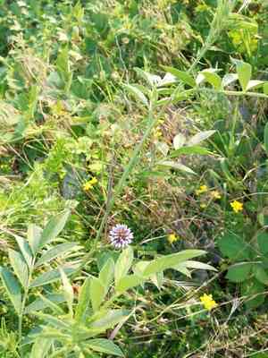 Chinese licorice(Glycyrrhiza echinata)