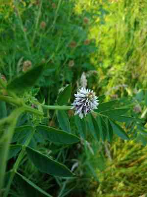 Chinese licorice(Glycyrrhiza echinata)