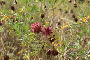 Chinese licorice(Glycyrrhiza echinata)
