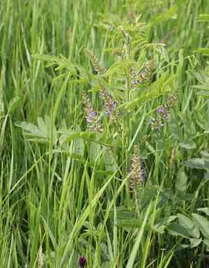 Licorice(Glycyrrhiza glabra)