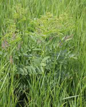 Licorice(Glycyrrhiza glabra)