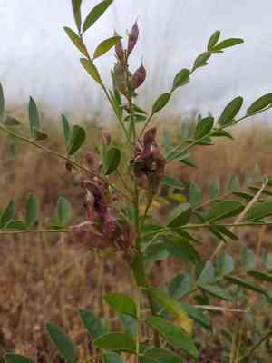 Licorice(Glycyrrhiza glabra)