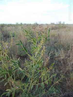 Licorice(Glycyrrhiza glabra)