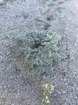 Carveseed(Glyptopleura marginata)