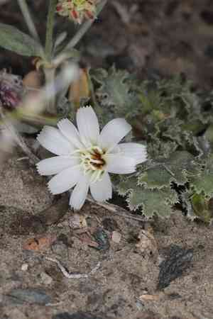 Carveseed(Glyptopleura marginata)