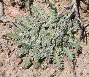 Carveseed(Glyptopleura marginata)