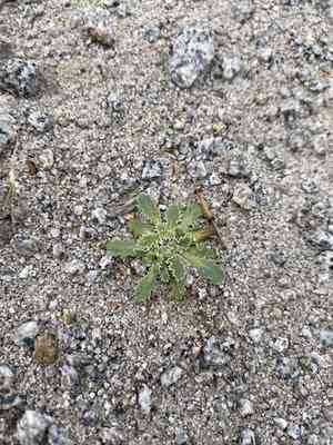 Carveseed(Glyptopleura marginata)