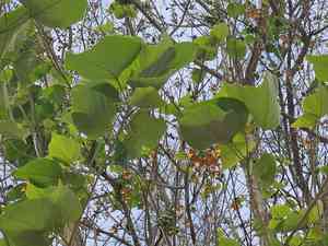 White teak(Gmelina arborea)