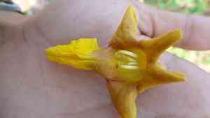 White teak(Gmelina arborea)