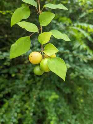 Asian bushbeech(Gmelina asiatica)