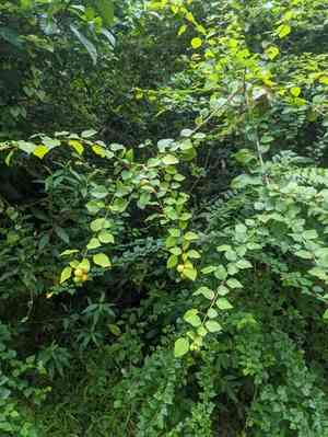 Asian bushbeech(Gmelina asiatica)