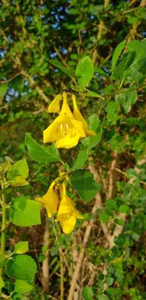 Asian bushbeech(Gmelina asiatica)