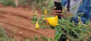 Asian bushbeech(Gmelina asiatica)