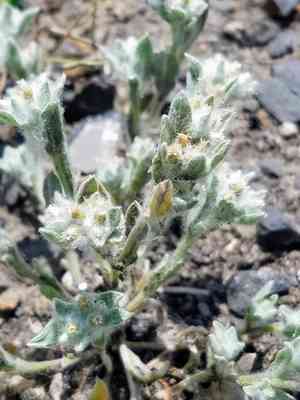 Western marsh cudweed(Gnaphalium palustre)