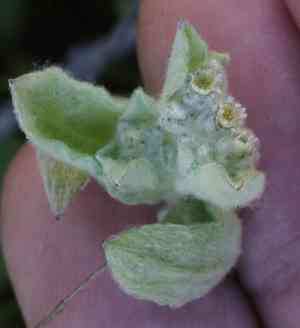 Western marsh cudweed(Gnaphalium palustre)