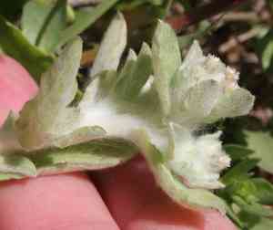 Western marsh cudweed(Gnaphalium palustre)
