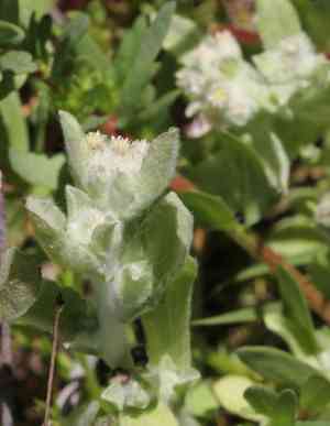 Western marsh cudweed(Gnaphalium palustre)
