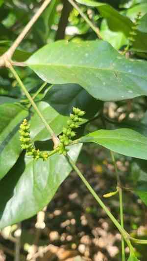 Gnemon(Gnetum gnemon)