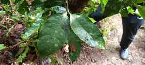 Gnemon(Gnetum gnemon)