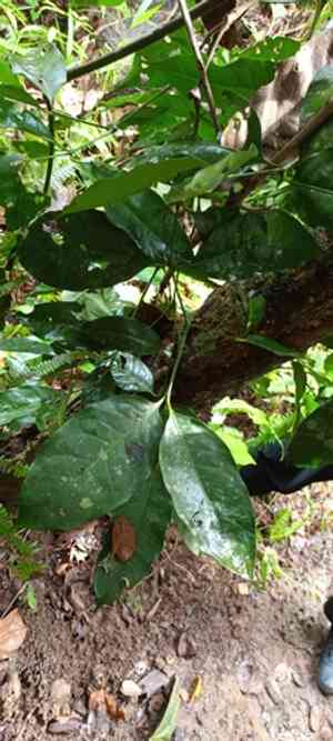 Gnemon(Gnetum gnemon)