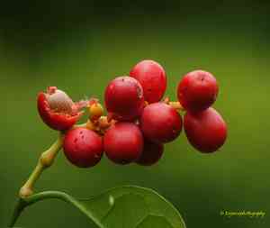 Gnemon(Gnetum gnemon)