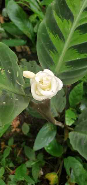 Goeppertia warszewiczii(Goeppertia warszewiczii)