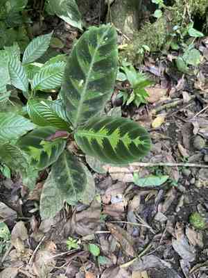 Goeppertia warszewiczii(Goeppertia warszewiczii)