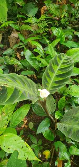 Goeppertia warszewiczii(Goeppertia warszewiczii)