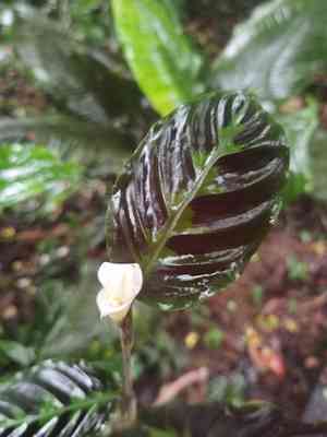 Goeppertia warszewiczii(Goeppertia warszewiczii)