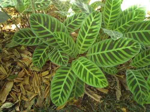 Zebra plant(Goeppertia zebrina)