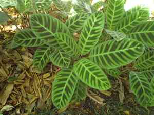 Zebra plant(Goeppertia zebrina)