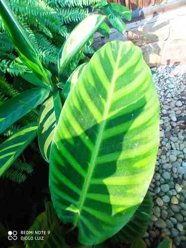 Zebra plant(Goeppertia zebrina)