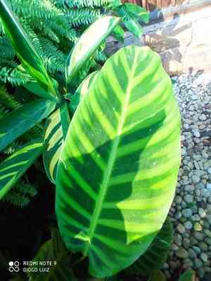 Zebra plant(Goeppertia zebrina)