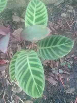Zebra plant(Goeppertia zebrina)