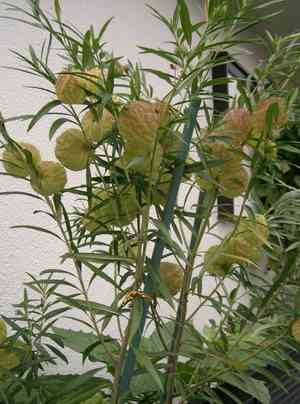 Balloon plant(Gomphocarpus physocarpus)