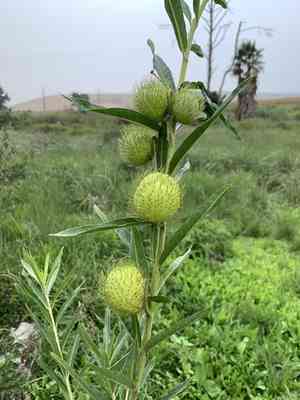 Balloon plant(Gomphocarpus physocarpus)