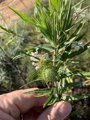 Balloon plant(Gomphocarpus physocarpus)