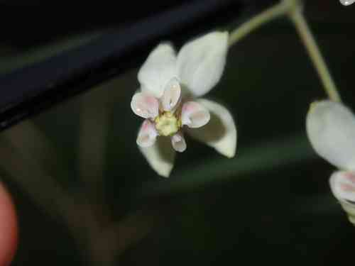 Balloon plant(Gomphocarpus physocarpus)