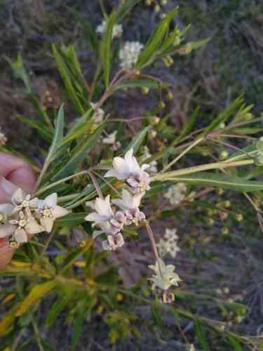 Balloon plant(Gomphocarpus physocarpus)