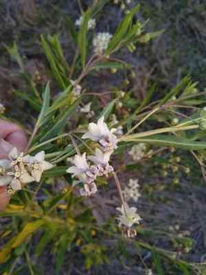 Balloon plant(Gomphocarpus physocarpus)