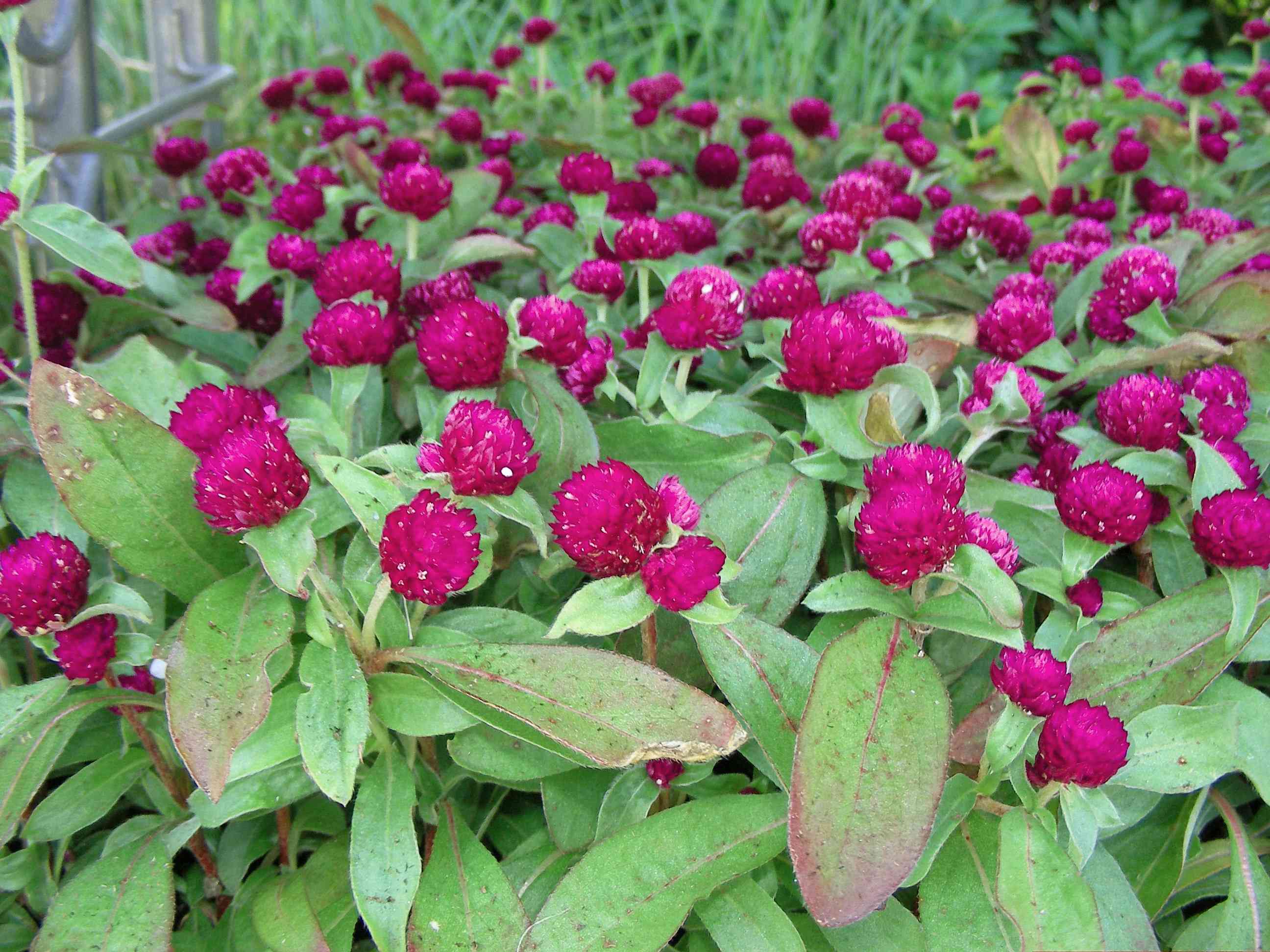 Common globe amaranth(Gomphrena globosa)